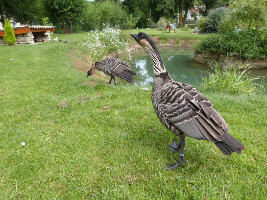 Le Bocard Villa Thonnance-les-Joinville Luaran gambar